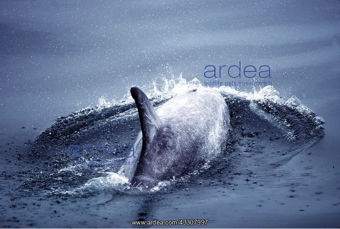 : RISSO'S DOLPHIN : RISSO'S DOLPHIN