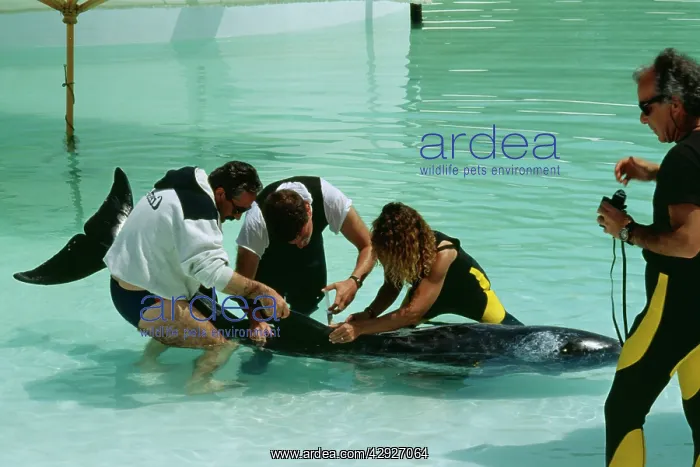 : Risso's DOLPHIN - Being given medication by vet : Risso's DOLPHIN - Being given medication by vet