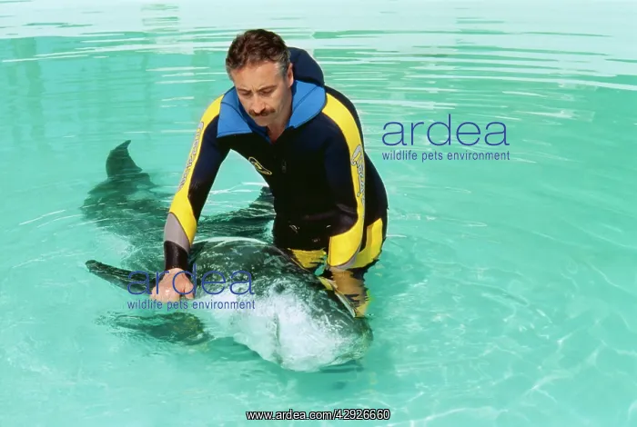 : Risso's DOLPHIN - Being helped to swim by researcher : Risso's DOLPHIN - Being helped to swim by researcher