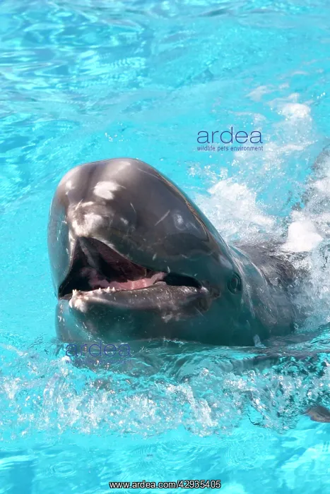 : Risso's Dolphin with nose sticking out of water : Risso's Dolphin with nose sticking out of water