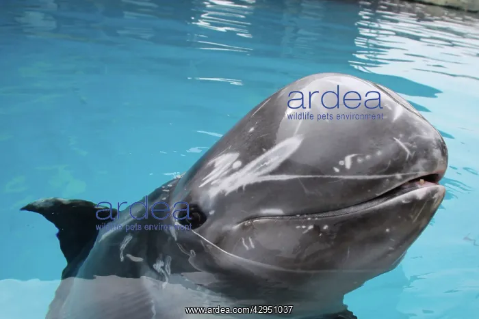 : Risso's Dolphin - with nose above surface : Risso's Dolphin - with nose above surface
