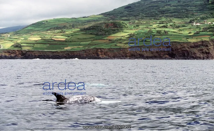 : RISSOS DOLPHIN - pectoral fin showing scratch marks on body : RISSOS DOLPHIN - pectoral fin showing scratch marks on body