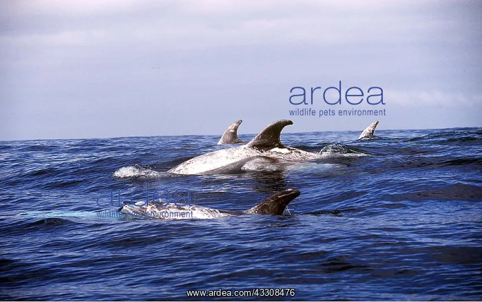 : RISSOS DOLPHIN pod at surface : RISSOS DOLPHIN pod at surface
