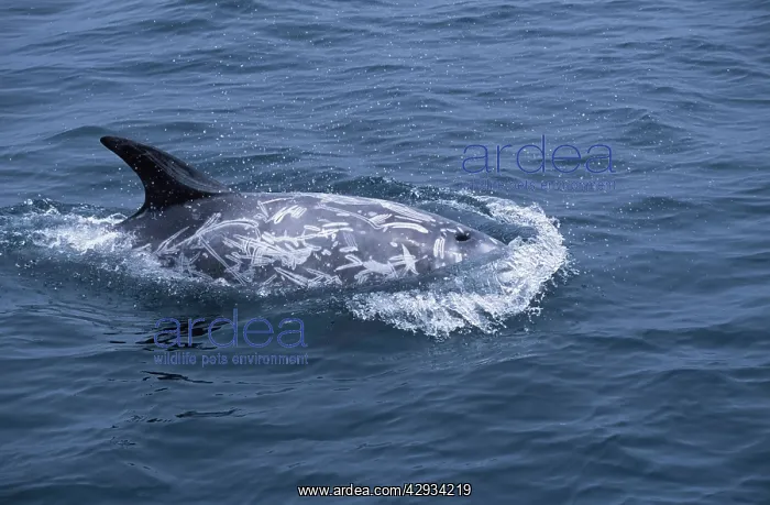: Risso's Dolphin - shows scars : Risso's Dolphin - shows scars