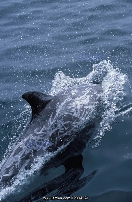 : Risso's Dolphin - shows scars : Risso's Dolphin - shows scars