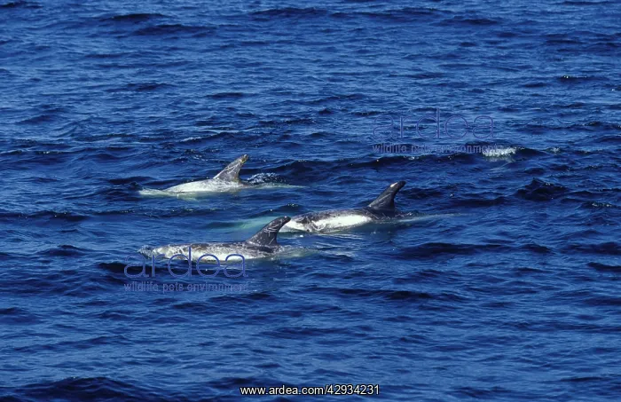 : Risso's Dolphin - shows scars : Risso's Dolphin - shows scars