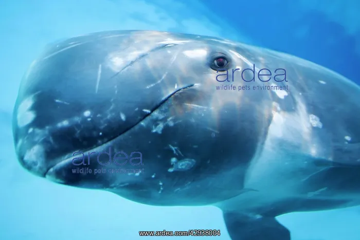 : Risso's Dolphin swimming underwater : Risso's Dolphin swimming underwater