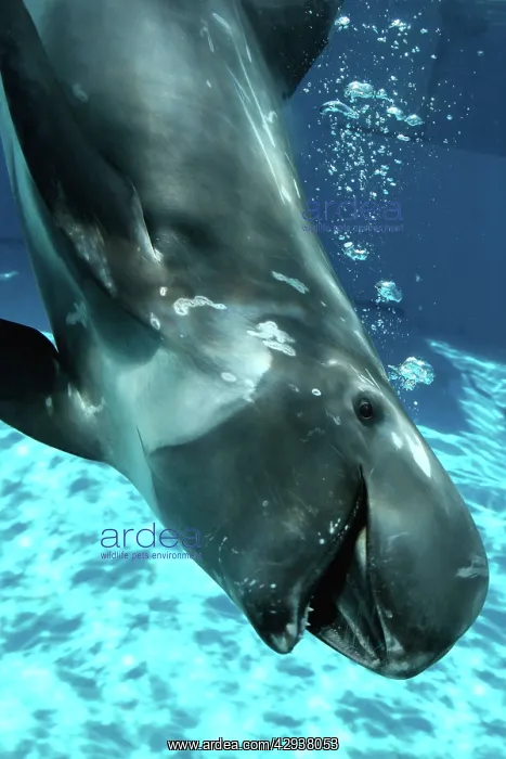 : Risso's Dolphin swimming underwater : Risso's Dolphin swimming underwater