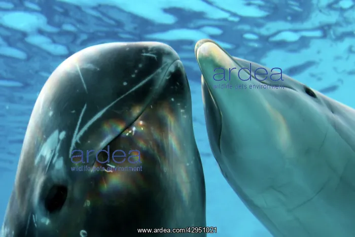 : Risso's Dolphin - swimming underwater with a Bottlenose : Risso's Dolphin - swimming underwater with a Bottlenose