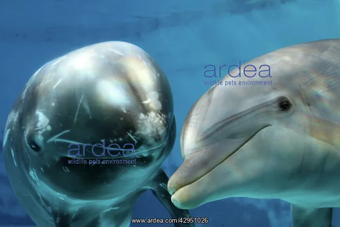  : Risso's Dolphin - swimming underwater with a Bottlenose