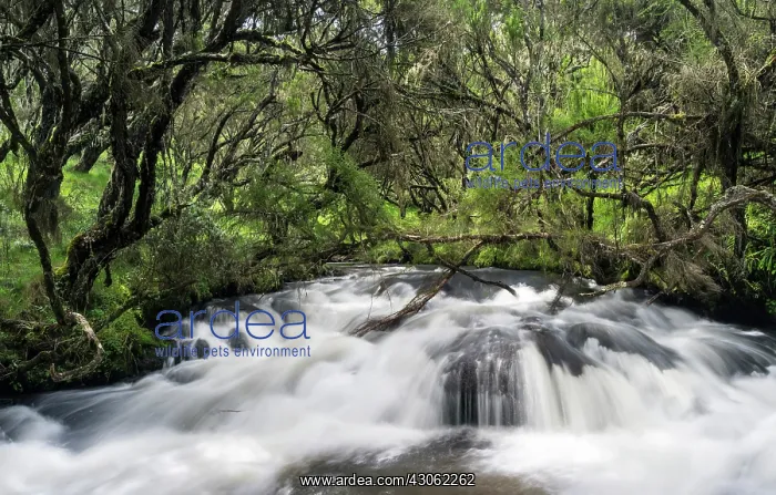 : River in Aberdare National Park just before : River in Aberdare National Park just before