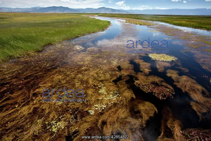: River full of aquatic plants : River full of aquatic plants