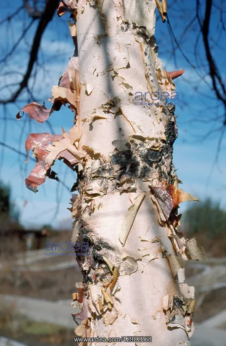 : River Birch Tree - exfoliating bark : River Birch Tree - exfoliating bark