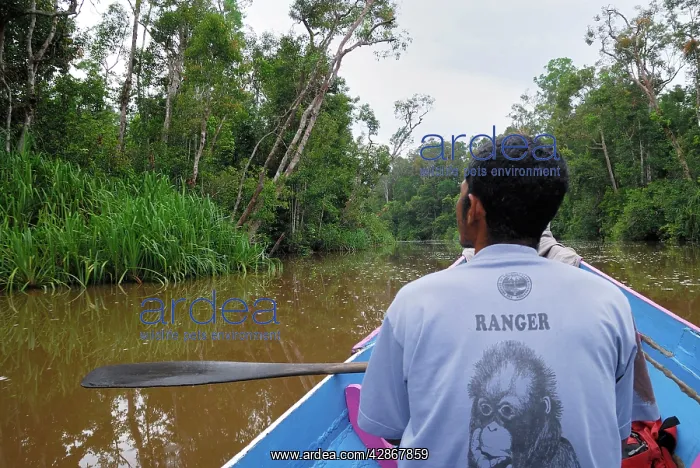 : River with boat and guide at Tanjung Puting national park : River with boat and guide at Tanjung Puting national park