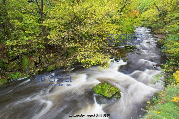  : Bode. River Bode in autumn - Nature reserve Bode valley - Germany