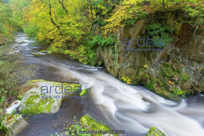 : Bode. River Bode in autumn - Nature reserve Bode valley - Germany : Bode. River Bode in autumn - Nature reserve Bode valley - Germany