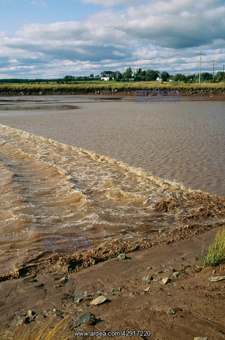 : RIver Bore - Tidal bore in a river. Upper Bay of : RIver Bore - Tidal bore in a river. Upper Bay of