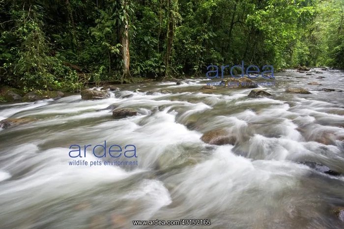 : River in Cloudy forest, Mindo, Ecuador : River in Cloudy forest, Mindo, Ecuador