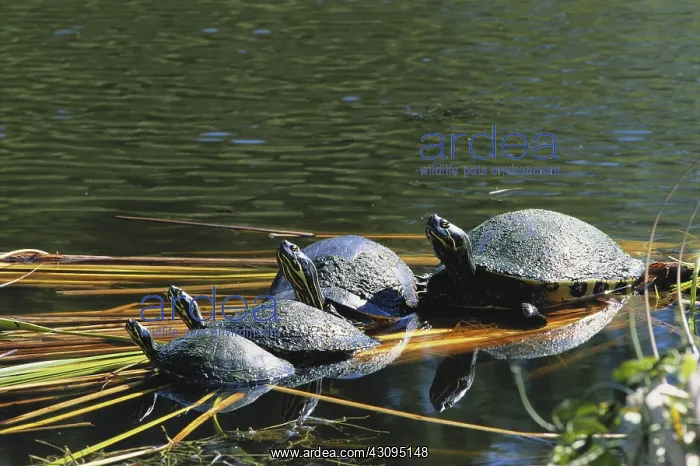 : River Cooters : River Cooters