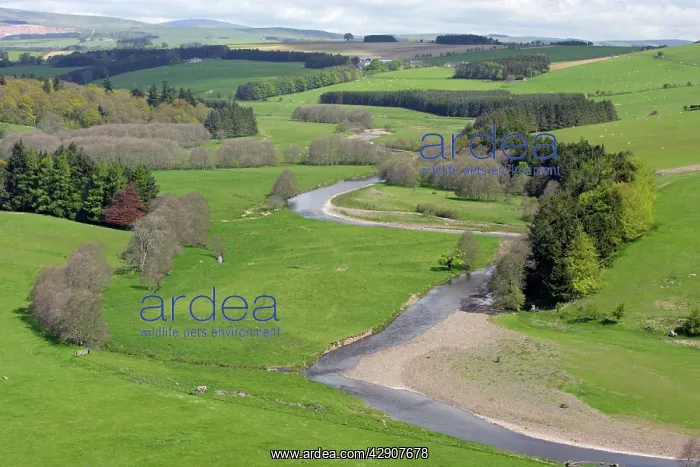 : River Coquet - Beside Holystone, with Cheviot hills : River Coquet - Beside Holystone, with Cheviot hills