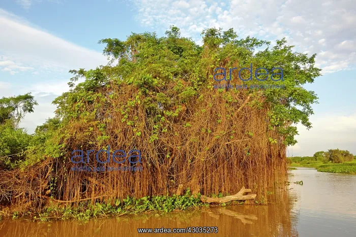 : River Cuiaba Black channel Pantanal area Mato Grosso : River Cuiaba Black channel Pantanal area Mato Grosso