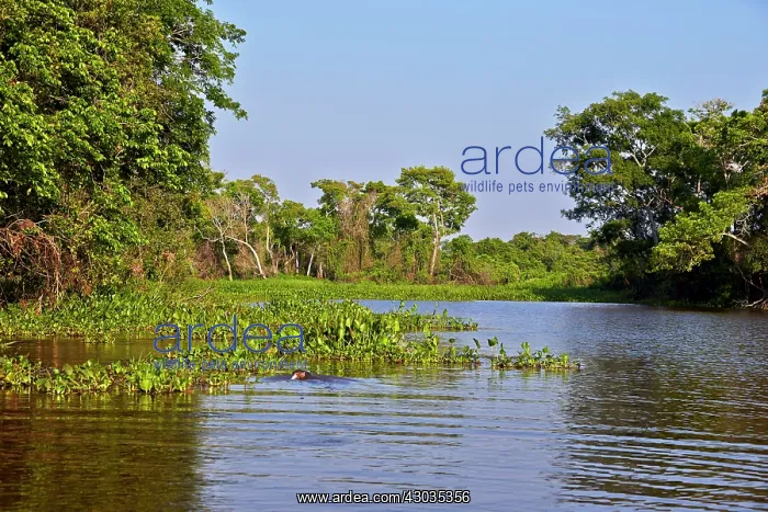 : River Cuiaba Black channel Pantanal area Mato Grosso : River Cuiaba Black channel Pantanal area Mato Grosso