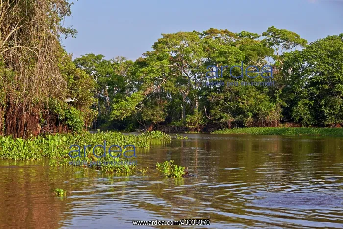 : River Cuiaba Black channel Pantanal area Mato Grosso : River Cuiaba Black channel Pantanal area Mato Grosso