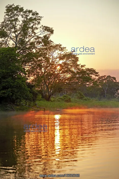 : River Cuiaba Black channel Pantanal area Mato Grosso : River Cuiaba Black channel Pantanal area Mato Grosso