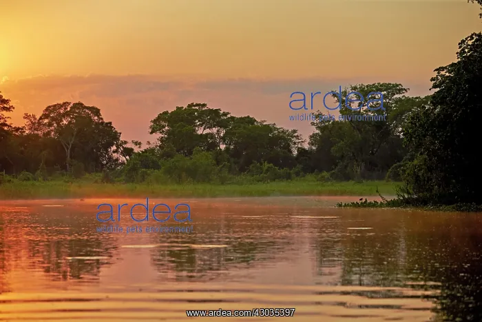 : River Cuiaba Black channel Pantanal area Mato Grosso : River Cuiaba Black channel Pantanal area Mato Grosso