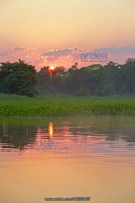  : River Cuiaba Black channel Pantanal area Mato Grosso