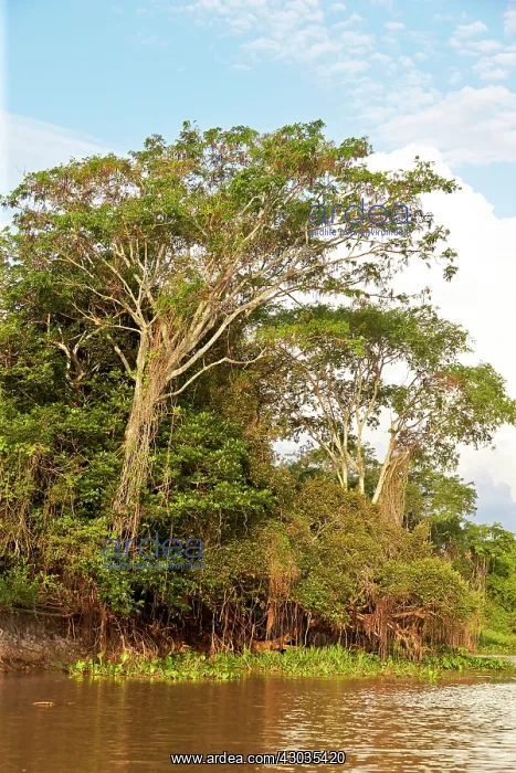 : River Cuiaba Black channel Pantanal area Mato Grosso : River Cuiaba Black channel Pantanal area Mato Grosso