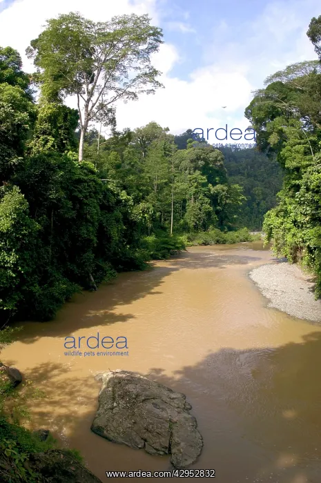 : River Danum and primary rainforest on its banks : River Danum and primary rainforest on its banks