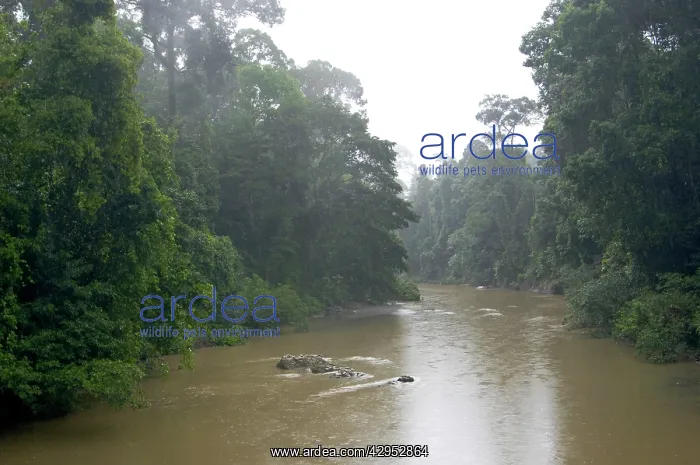 : River Danum in the rain : River Danum in the rain