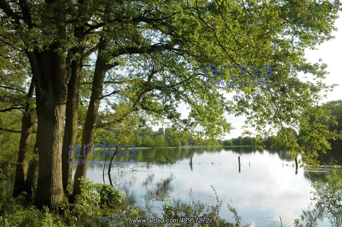 : River Dinkel - flooded : River Dinkel - flooded