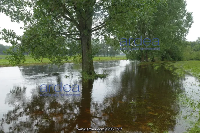 : River Dinkel - flooded : River Dinkel - flooded