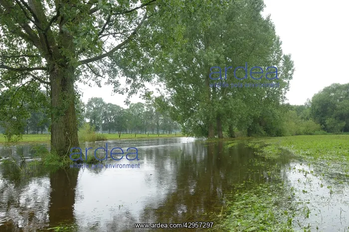 : River Dinkel - flooded : River Dinkel - flooded