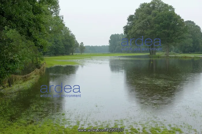 : River Dinkel - flooded : River Dinkel - flooded