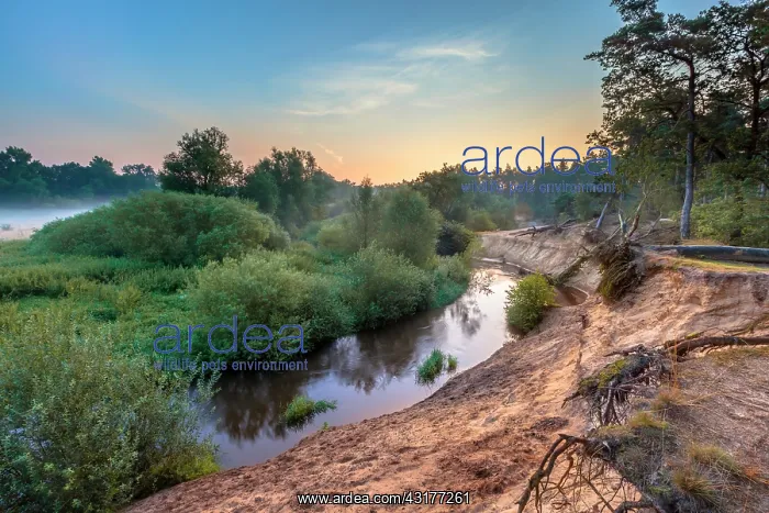 : River Dinkel at Lutterzand on a foggy morning in july : River Dinkel at Lutterzand on a foggy morning in july