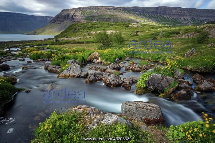 : River Dynjandis&, x1821;t the waterfall Dynjandifoss : River Dynjandis&, x1821;t the waterfall Dynjandifoss
