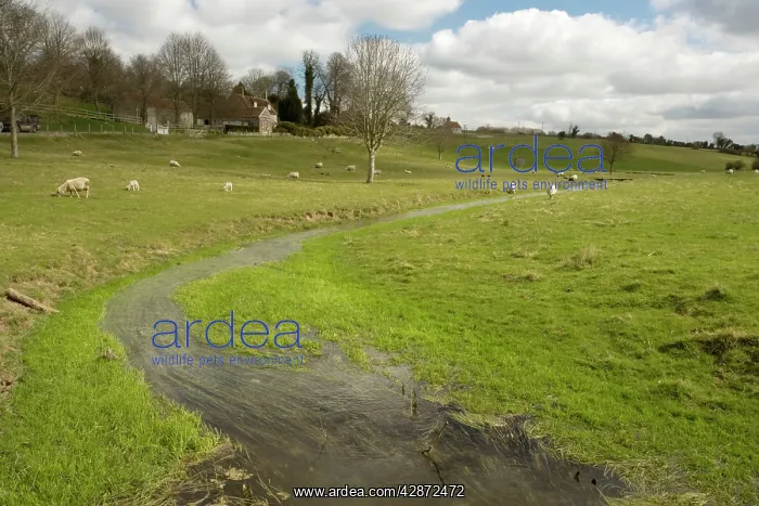 : River Ebble nr Ebbesbourne Wake, Upper Avon catchment : River Ebble nr Ebbesbourne Wake, Upper Avon catchment