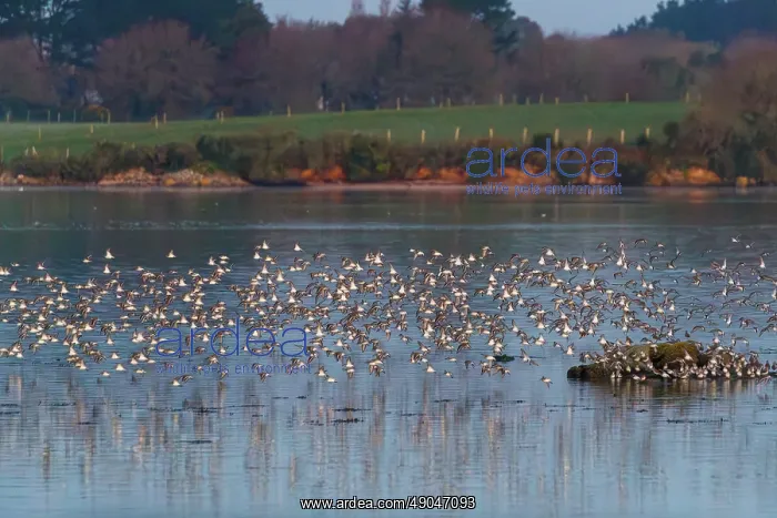 : River Etel, islet of Nichtarguer, flock of Dunlin in flight : River Etel, islet of Nichtarguer, flock of Dunlin in flight