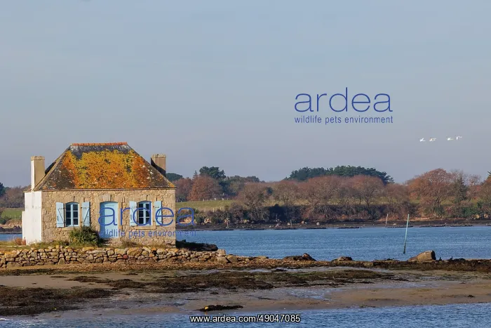 : River Etel, islet of Nichtarguer, the little house with the blue shutters : River Etel, islet of Nichtarguer, the little house with the blue shutters