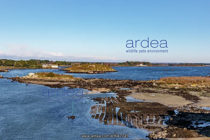 : River Etel, Kergo with oyster farm : River Etel, Kergo with oyster farm