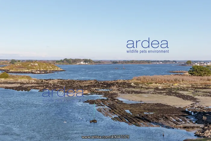 : River Etel, Kergo with oyster farm : River Etel, Kergo with oyster farm