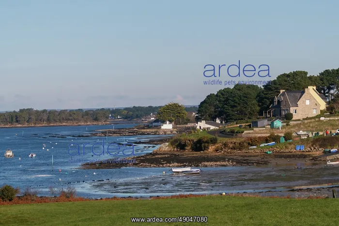 : River Etel, Kergo with oyster farm : River Etel, Kergo with oyster farm