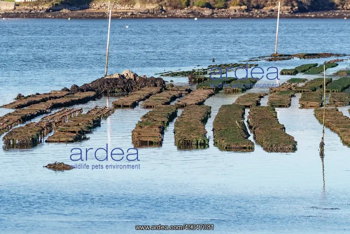 : River Etel, Kergo with oyster farm : River Etel, Kergo with oyster farm