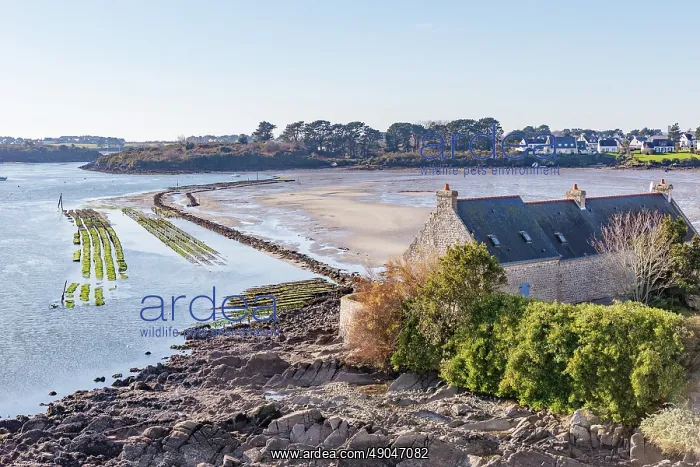  : River Etel, Kergo with oyster farm