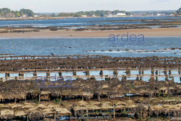 : River Etel, Kergo with oyster farm : River Etel, Kergo with oyster farm