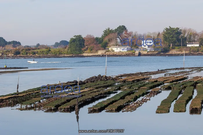 : River Etel, Kergo with oyster farm : River Etel, Kergo with oyster farm