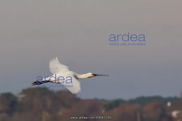 : River Etel, Village of Saint Cado, Spoonbill : River Etel, Village of Saint Cado, Spoonbill